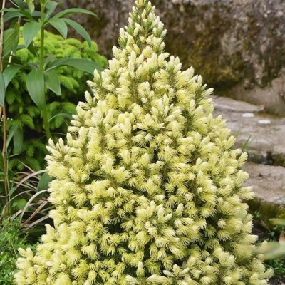 Smrek biely  - Picea Glauca ´Daisy's White´ Co5L 30/40