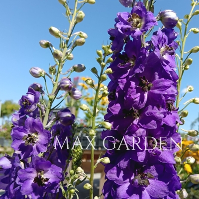 Stračonôžka - Delphinium 'Dark Blue Black Bee' P15