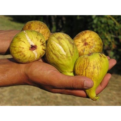 Figovník - Ficus carica ´Letenyei Óriás´ 35/45 Co2L