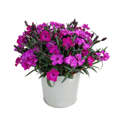 Dianthus &#039;Scully&#039; P12
