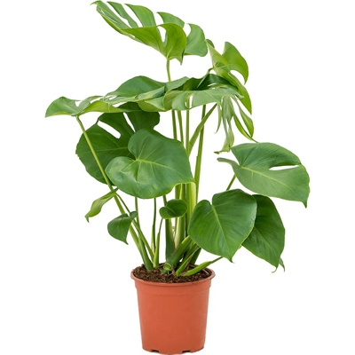 Monstera deliciosa  P21  50/60