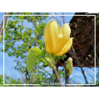Magnolia soulangeana ´Daphne´ 100/150