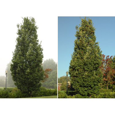 Dub - Quercus bimundorum ´Crimson Spire´  Co15L