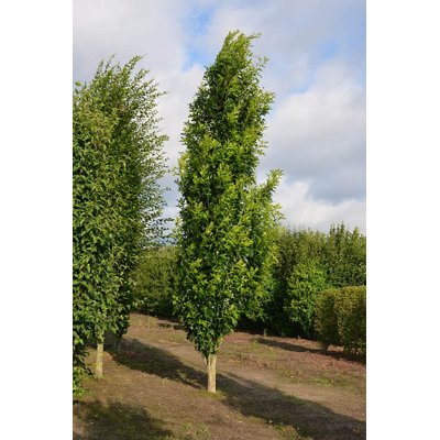 Dub - Quercus palustris ´Green Pillar´ Co18L  4/...