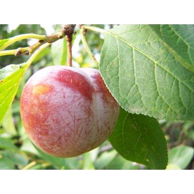 Ringlota - Prunus domestica ´Sermina´ Co12L   15...