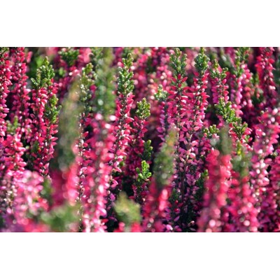 Vres Rostlina Vres obyčajný - Calluna vulgaris ´Athene´ P12 - MAX GARDEN – rastliny ...