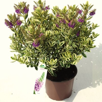 Hebe Andersonii Variegata Co5L