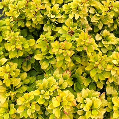  Dráč Thunbergov - Berberis thunbergii ´Golden Nugget´ Co2,5L 20/30
