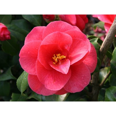 Kamélia Japonská  - Camellia japonica 'Mary Williams' Co2.5L 30/40