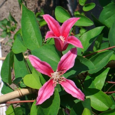 Plamienok - Clematis 'Duchess of Albany' Co2L 40+