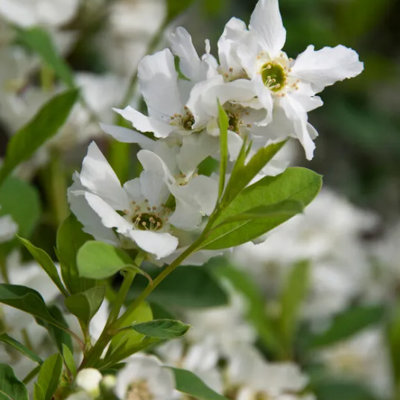 Hroznovec  - Exochorda racemosa 'Blushing Pearl' Co2L 30/40