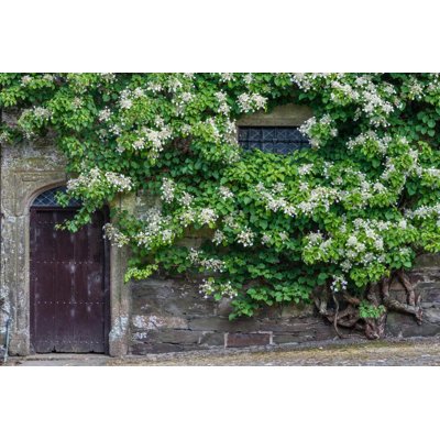 Hortenzia popínavá - Hydrangea anomala ´Take a Chance´ Co2L 40+