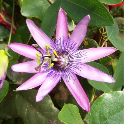 Mučenka - Passiflora caerulea ´Lavender Lady´ Co2L 40+