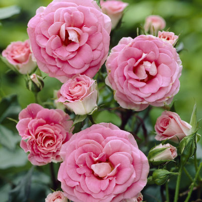 Ruža záhonová - Rosa floribunda ´Tom Tom´ - veľkokvetá ružová Co3L
