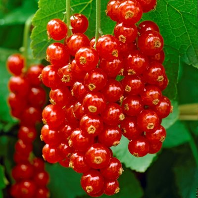 Ríbezľa červená - Ribes rubrum 'Rosetta'  Co2L