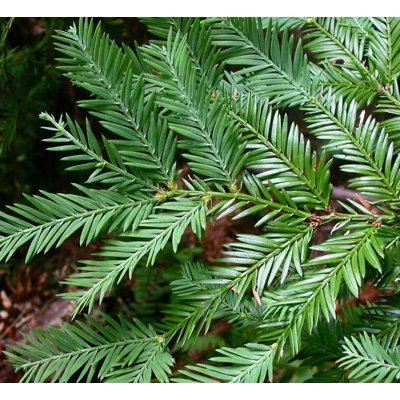 Sekvoja vždyzelená - Sequoia sempervirens Co5L 80/100