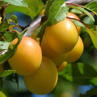 Ringlota - Prunus domestica ´Ulena´ Co7,5L