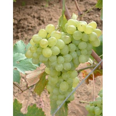 Vinič stolový - Vitis vinifera 'Belehradské' - biele bezsemenné  KM20