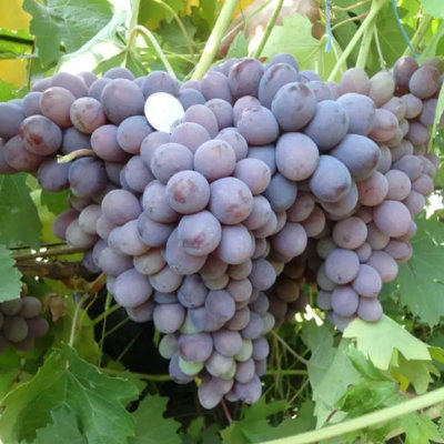Vinič stolový - Vitis vinifera 'Skazka' - ružové bezsemenné KM20