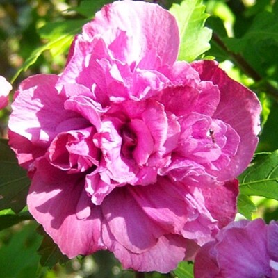 Ibištek - Hibiscus syriacus ´Duc de Brabant´ - 35/45cm