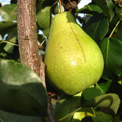 Hruška jesenná - Pyrus communis 'Parížanka' - zimná Co7.5L