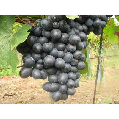 Vinič stolový - Vitis vinifera 'Ajvaz' - modré KM20