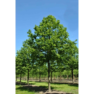 Lipa veľkolistá - Tilia platyphyllos Co30L vysokokmeň