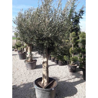 Olivovník európsky - Olea europaea Co12-15L 1/2 kmeň 6-8
