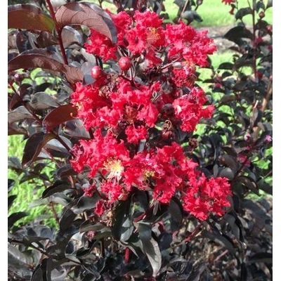 Myrta krepová fialová - Lagerstroemia indica ´Black Diamond Red Hot´  Co8L 70/90