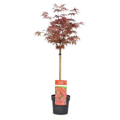 Javor dlaňolistý  - Acer palmatum 'Shaina'  20/30  Co2,5L