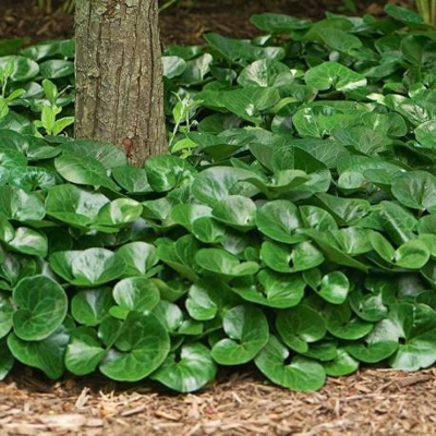 Kopytník európsky - Asarum europaeum   Co9