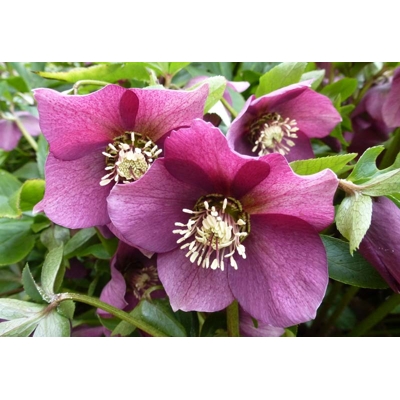 Helleborus orientalis ´White Spotted´ Co9