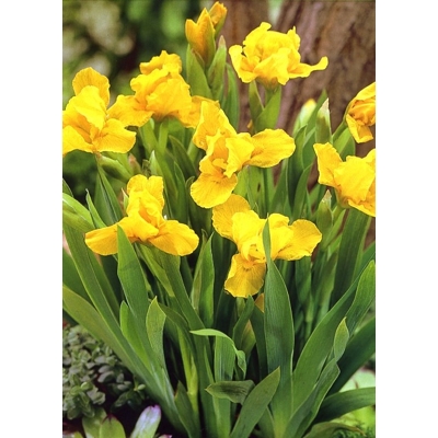 Iris germanica ´Golden Apple´ Co11 10/15
