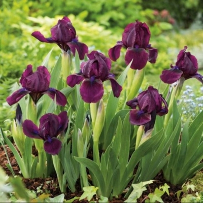 Iris germanica ´Golden Apple´ Co11 10/15