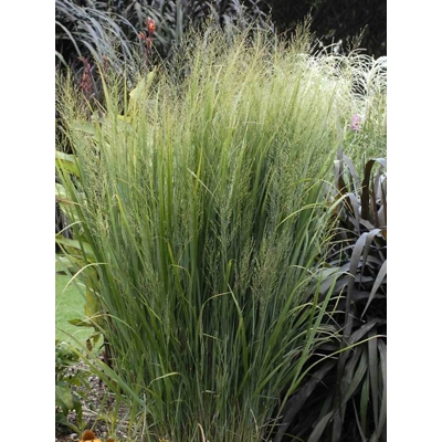 Panicum virgatum Rehbraun