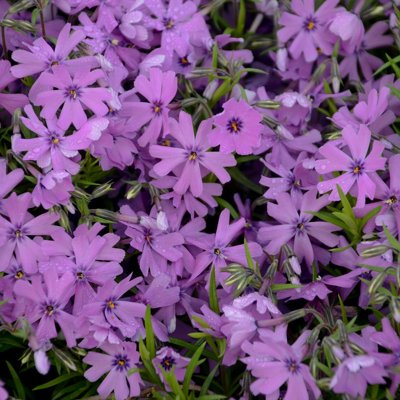 Flox šidlolistý - Phlox subulata 'Purple Beauty' K9