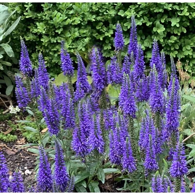 Veronica spicata 'Ulster Blue' P14