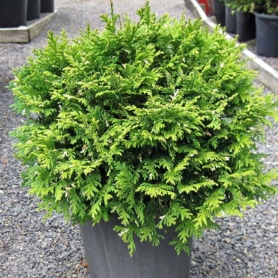 Cypruštek hrachonosý - Chamaecyparis pisifera 'Filifera Nana' Co2,5L 20/30