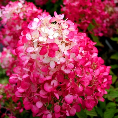 Hortenzia metlinatá - Hydrangea paniculata 'Pinky Winky'  Co2L 30/40