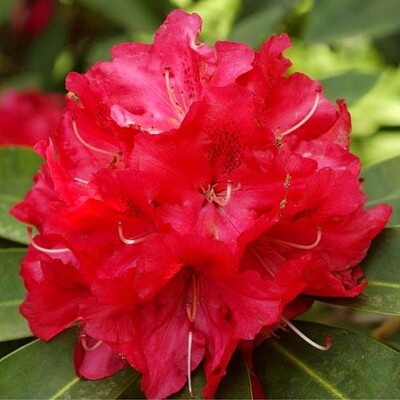 Rododendrón - Rhododendron ´Wilgen´s Ruby' Co10L 50/60