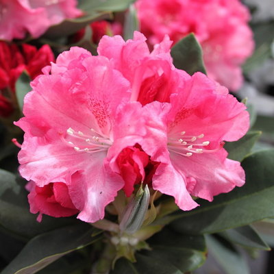 Rododendrón - Rhododendron Yakushimanum 'Percy Wiseman'  Veľkosť: 30-40, K4
