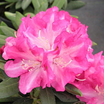 Rododendrón - Rhododendron Yakushimanum 'Kalinka'  30/40