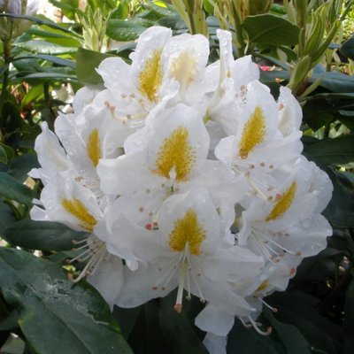 Rododendrón - Rhododendron Yakushimanum 'Arabella'  Veľkosť: 30-40, Co26