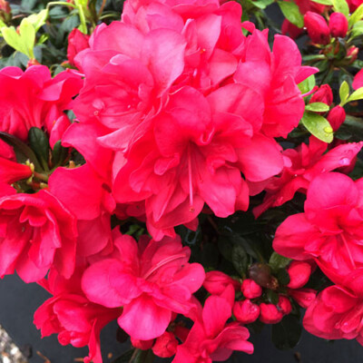 Azalka japonská - Azalea japonica ´Moederkensdag´ Co2L 15/20