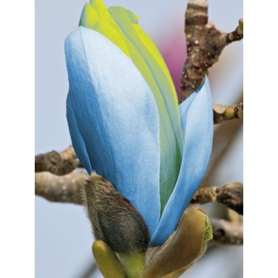 Magnolia soulangeana Co9L 150/175