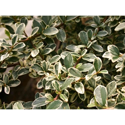 Skalník dammerov - Cotoneaster dammeri  V9 15/20