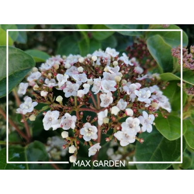 Kalina Dávidova - Viburnum davidii  Co2L 30/35