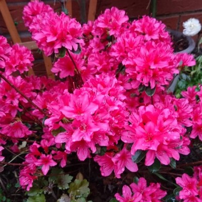 Azalka -  Azalea ´Helrood´ Co4L 30/40