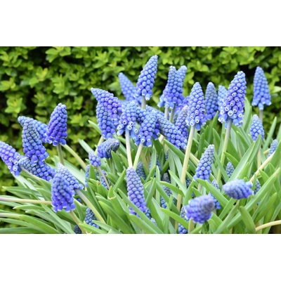 Muscari armeniacum Co12 (7-8ks/črepník)