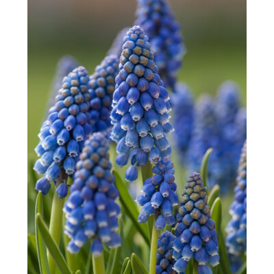 Muscari armeniacum ´Blue´ Co12